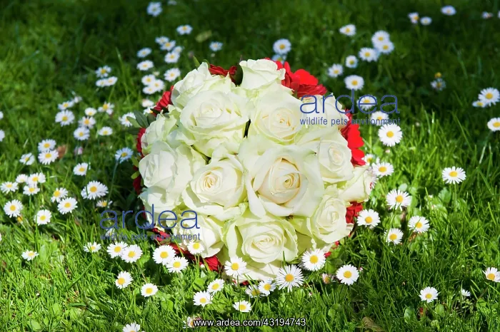 : Bridal bouquet lying on a flowering meadow : Bridal bouquet lying on a flowering meadow