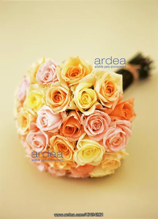  : Bridal bouquet, rose bouquet, pastel coloured (C)