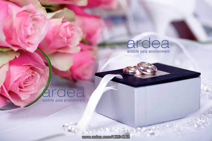 : Bridal bouquet, wedding rings, wedding day still : Bridal bouquet, wedding rings, wedding day still