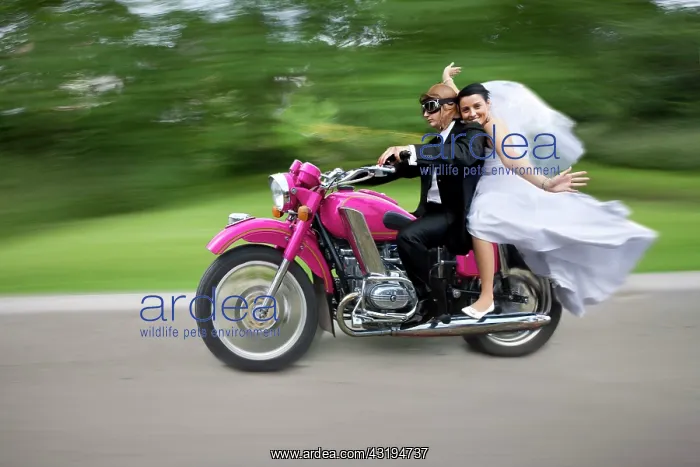 : Bridal couple travelling on a motorbike : Bridal couple travelling on a motorbike
