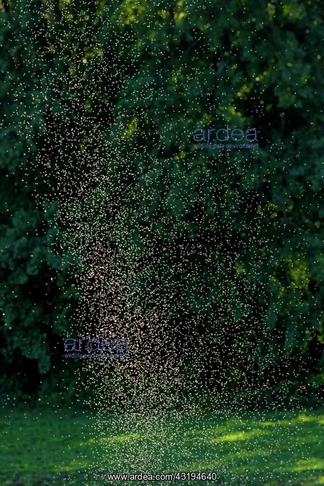 : Bridal flight of Diptera, these midges form dense : Bridal flight of Diptera, these midges form dense