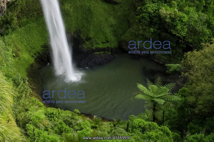 : Bridal Veil Falls surrounded by dense rainforest : Bridal Veil Falls surrounded by dense rainforest