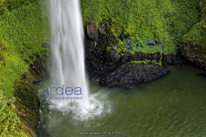 : Bridal Veil Falls surrounded by dense rainforest : Bridal Veil Falls surrounded by dense rainforest