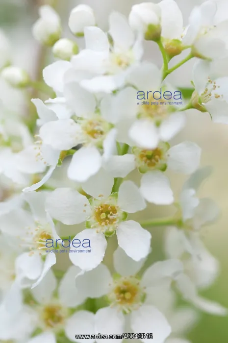 : Bridalwreath : Bridalwreath