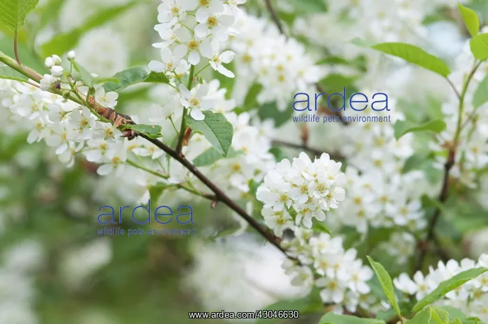 : Bridalwreath : Bridalwreath