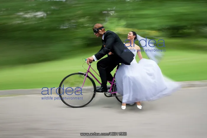 : Bride and groom, bridal couple riding a bicycle : Bride and groom, bridal couple riding a bicycle