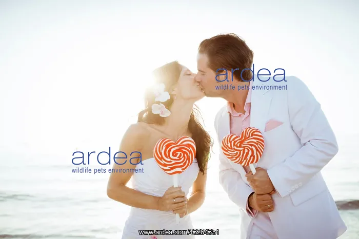 : Bride and groom kissing, heart-shaped lollipops : Bride and groom kissing, heart-shaped lollipops