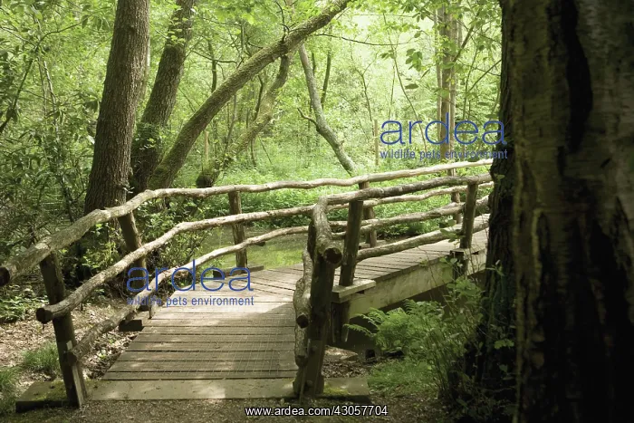 : Bridge : Bridge