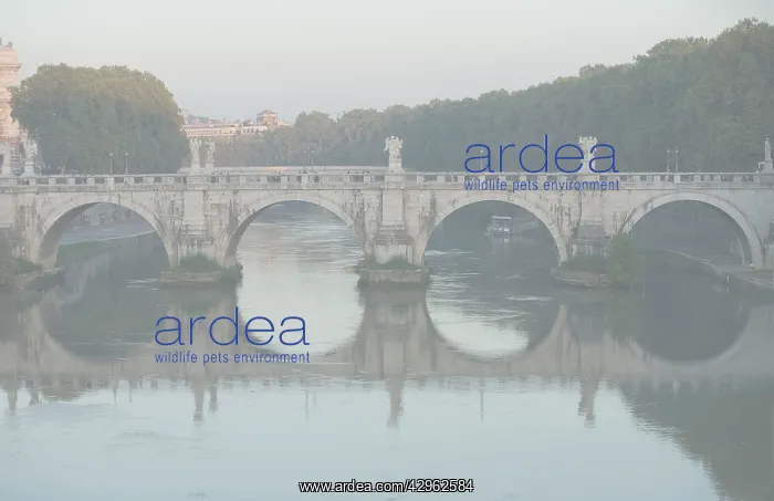 : Bridge crossing Tiber River : Bridge crossing Tiber River