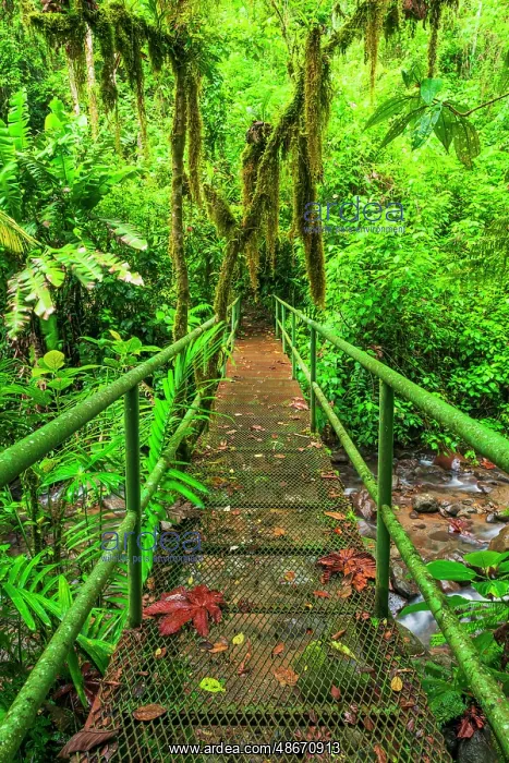 : Bridge over a jungle stream, Alajuela Province, Costa Rica : Bridge over a jungle stream, Alajuela Province, Costa Rica