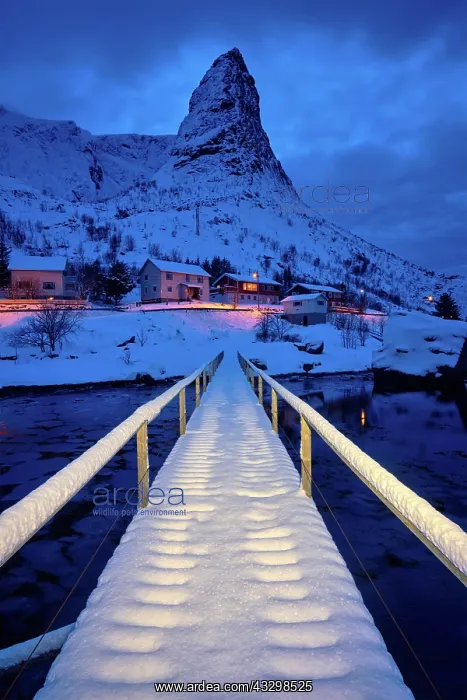 : Bridge in Reine village covered with snow at night : Bridge in Reine village covered with snow at night