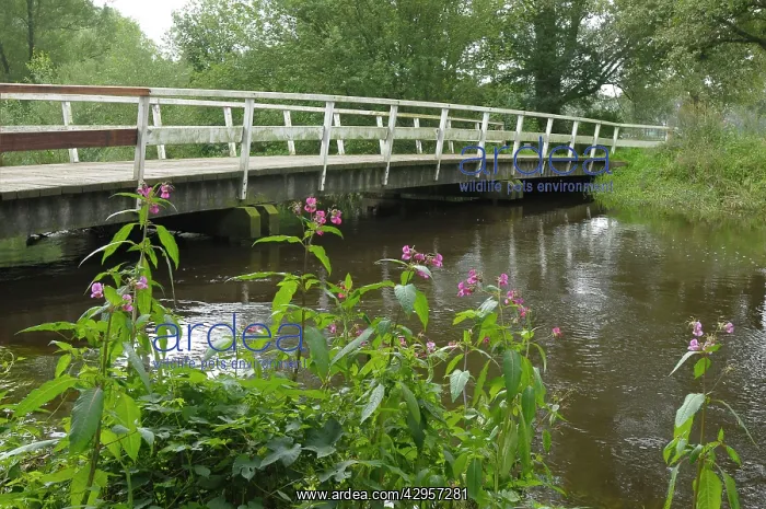 : Bridge over River Dinkel - with Himalayan Balsam : Bridge over River Dinkel - with Himalayan Balsam