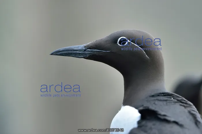 : bridled form : bridled form