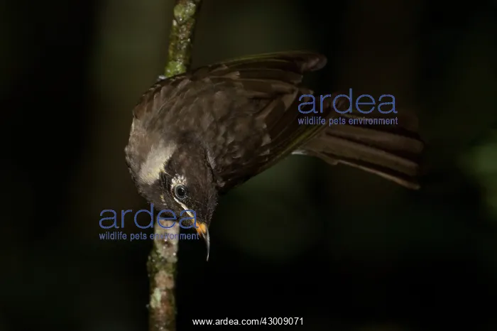: Bridled Honeyeater : Bridled Honeyeater