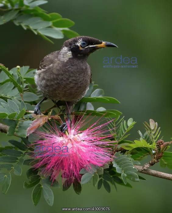 : Bridled Honeyeater : Bridled Honeyeater