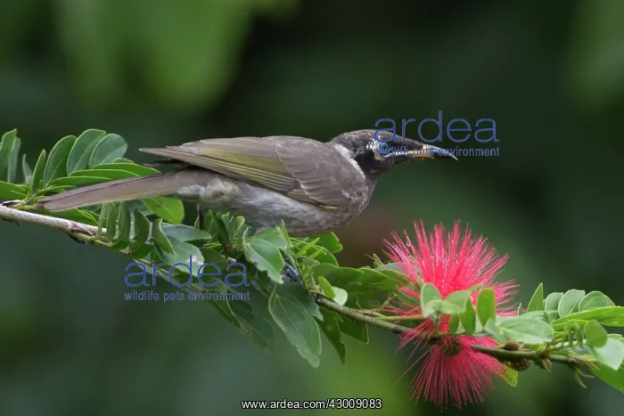 : Bridled Honeyeater : Bridled Honeyeater