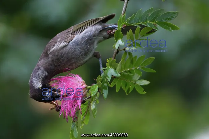 : Bridled Honeyeater : Bridled Honeyeater