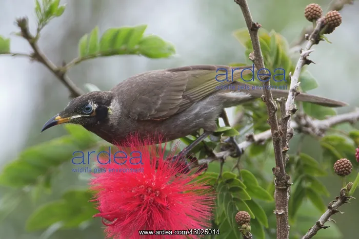 : Bridled Honeyeater feeding Atherton Tableland Queensl : Bridled Honeyeater feeding Atherton Tableland Queensl
