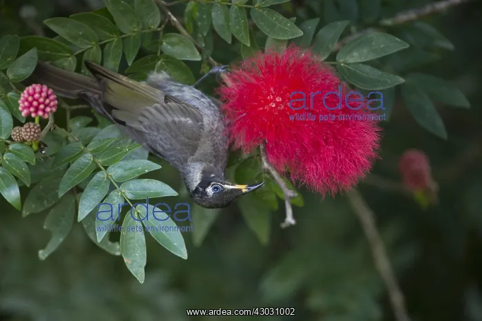 : Bridled Honeyeater - Feeding - along Figtree Close : Bridled Honeyeater - Feeding - along Figtree Close