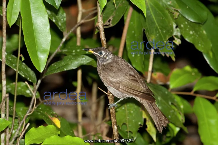 : Bridled Honeyeater - perched on a vertical stem : Bridled Honeyeater - perched on a vertical stem
