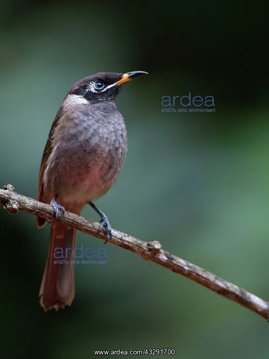 : Bridled Honeyeater - in rainforest : Bridled Honeyeater - in rainforest