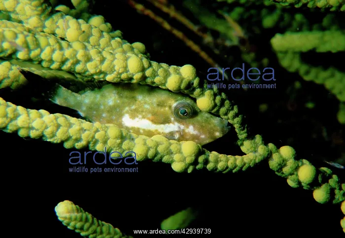 : Bridled leatherjacket, juvenile female hiding near : Bridled leatherjacket, juvenile female hiding near