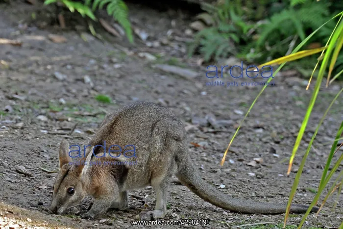 : Bridled Nail-tailed Wallaby : Bridled Nail-tailed Wallaby