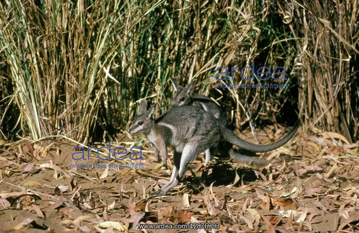 : Bridled Nailtail Wallaby : Bridled Nailtail Wallaby