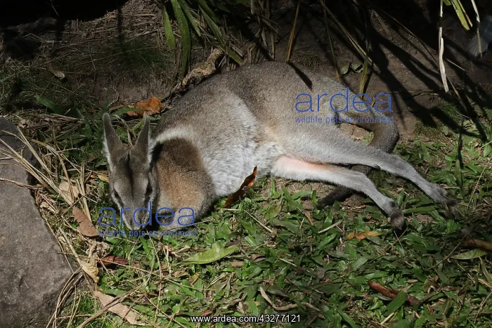 : Bridled Nailtail Wallaby : Bridled Nailtail Wallaby