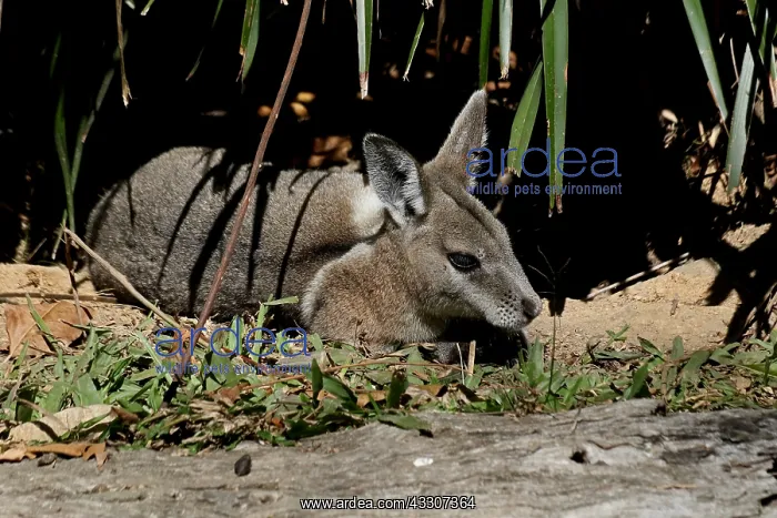 : Bridled Nailtail Wallaby : Bridled Nailtail Wallaby