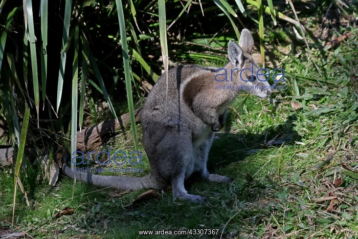 : Bridled Nailtail Wallaby : Bridled Nailtail Wallaby