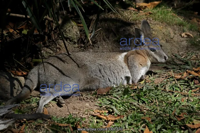 : Bridled Nailtail Wallaby : Bridled Nailtail Wallaby