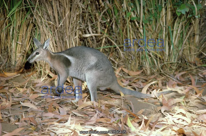 : Bridled Nailtailed Wallaby - endangered species : Bridled Nailtailed Wallaby - endangered species