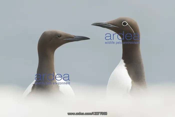: A bridled and normal Common Guillemot (Uria aalge) : A bridled and normal Common Guillemot (Uria aalge)