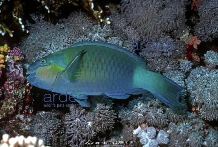 : Bridled Parrotfish - male feeding on coral : Bridled Parrotfish - male feeding on coral