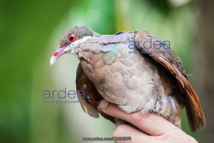 : Bridled quail-dove (Geotrygon mystacea) were caught : Bridled quail-dove (Geotrygon mystacea) were caught