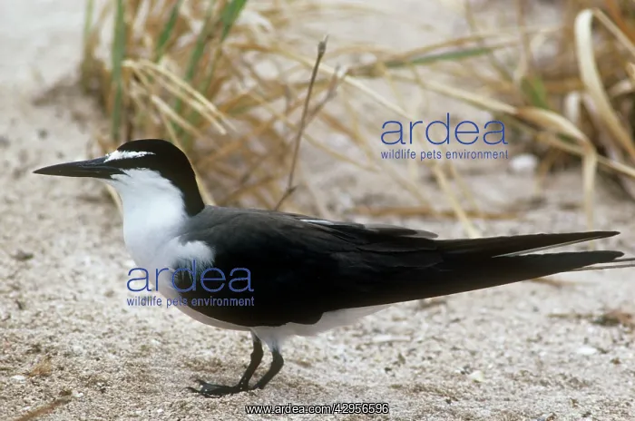  : Bridled Tern
