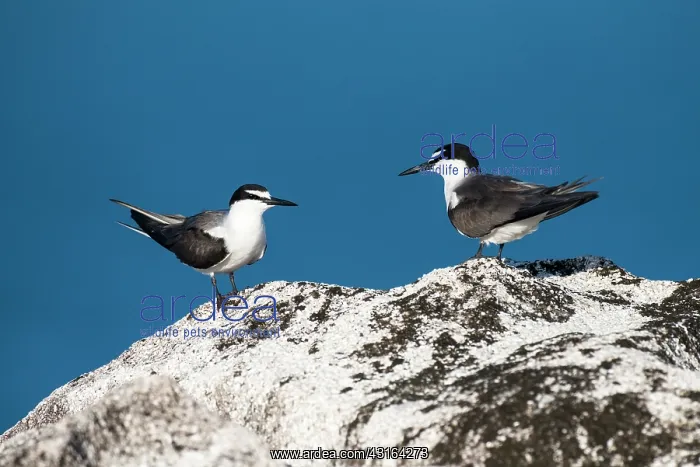 : Bridled tern : Bridled tern
