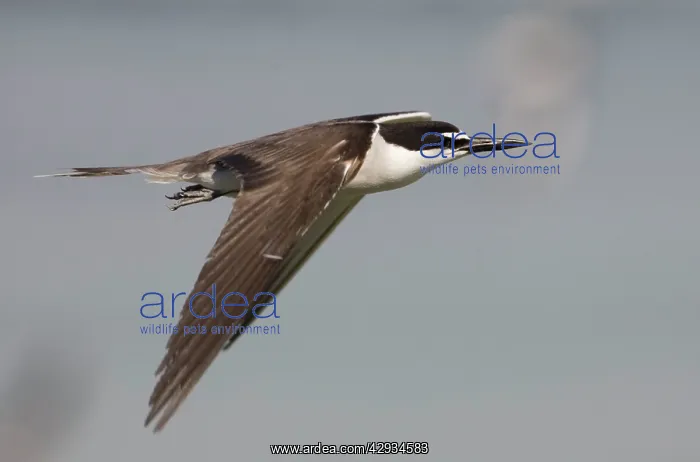 : Bridled Tern in flight : Bridled Tern in flight