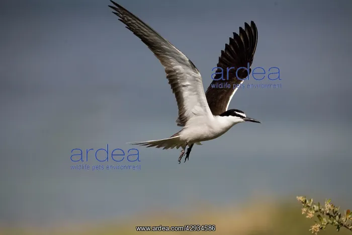 : Bridled Tern in flight : Bridled Tern in flight