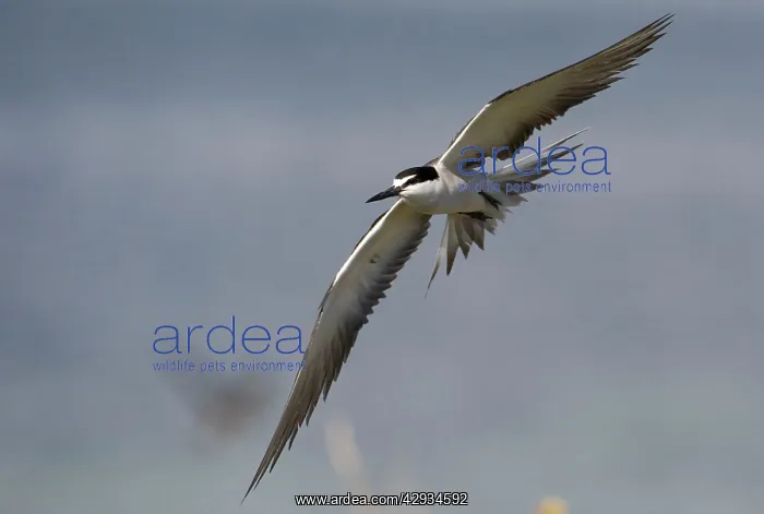 : Bridled Tern in flight : Bridled Tern in flight