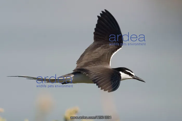 : Bridled Tern in flight : Bridled Tern in flight