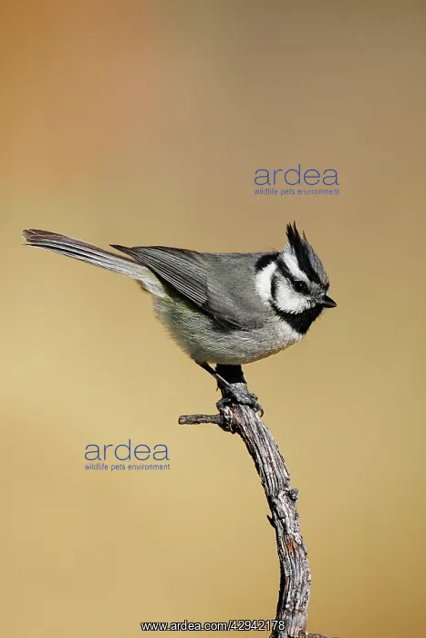 : Bridled Titmouse : Bridled Titmouse