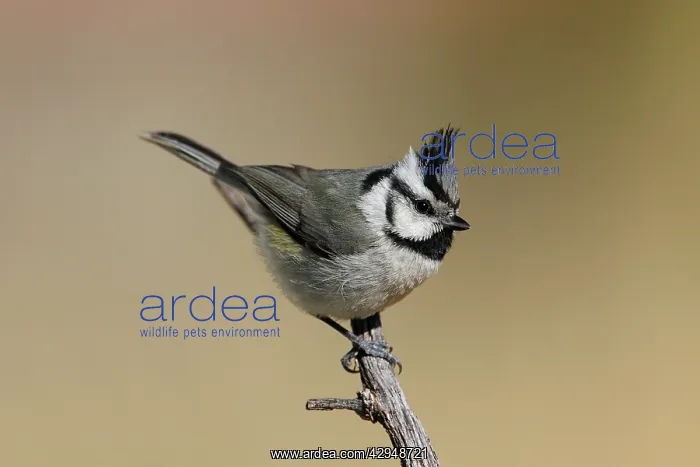 : Bridled Titmouse : Bridled Titmouse