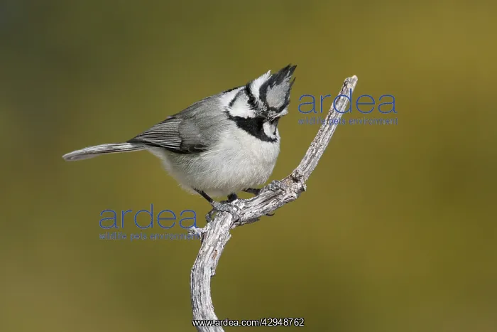 : Bridled Titmouse : Bridled Titmouse