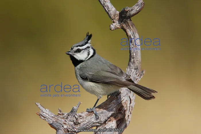 : Bridled Titmouse : Bridled Titmouse