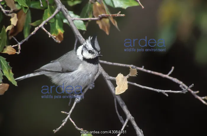 : Bridled Titmouse : Bridled Titmouse