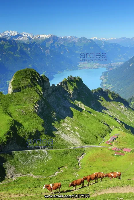 : Brienzer Rothorn, Switzerland, Europe : Brienzer Rothorn, Switzerland, Europe