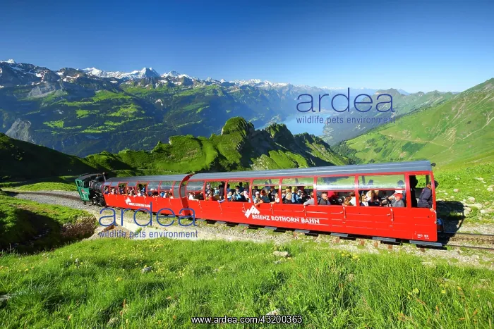 : Brienzer Rothorn, Switzerland, Europe : Brienzer Rothorn, Switzerland, Europe