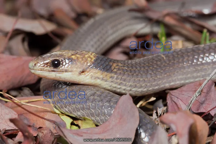 : Brigalow Scaly-Foot : Brigalow Scaly-Foot